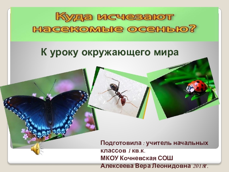 Презентация по окружающему миру Куда исчезают насекомые осенью?