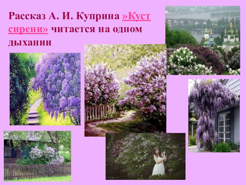 Куст сирени книга фото