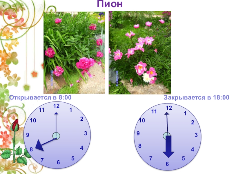 Растения часы