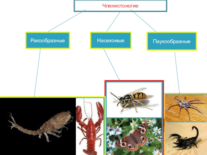 Признаки представителей членистоногих. Членистоногие ракообразные паукообразные. Представители членистоногих насекомых. Членистоногие класс насекомые. Представители насекомые Тип Членистоногие.