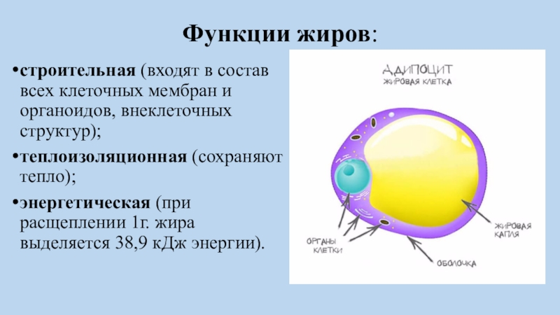 Химический состав клетки презентация