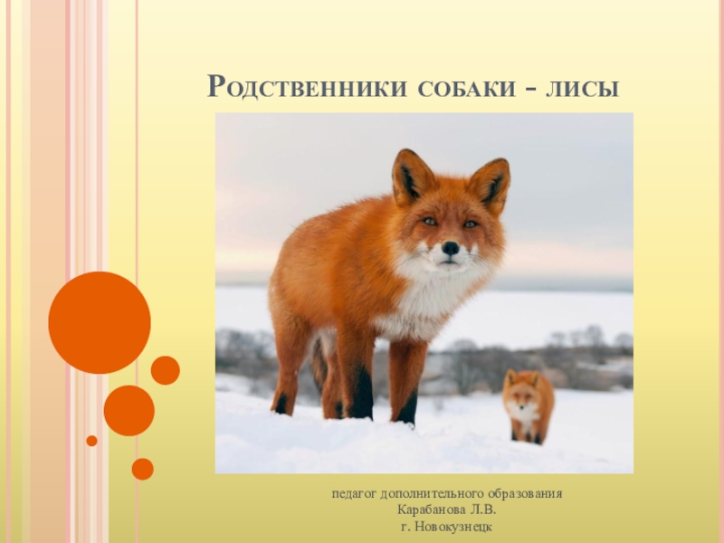 Родней родной собаки. Родственники лисы. Лисы и собаки родственники. Сородичи лисы. Ближайшие родственники лисицы.