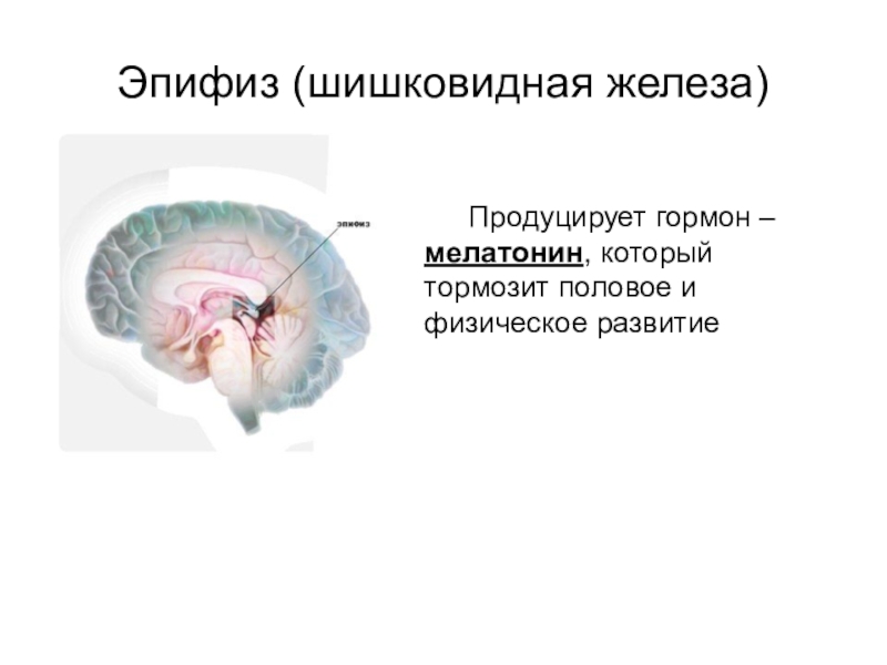 Шишковидная железа гормоны и функции. Эпифиз, гормоны эпифиза. Мелатонин гормон эпифиза. Строение мозга человека эпифиз. Эмбриогенез эпифиза.