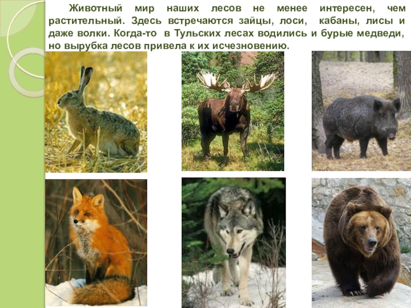 Красная книга тульской области животные и растения фото и описание