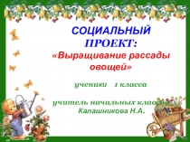 Выращивание рассады овощей