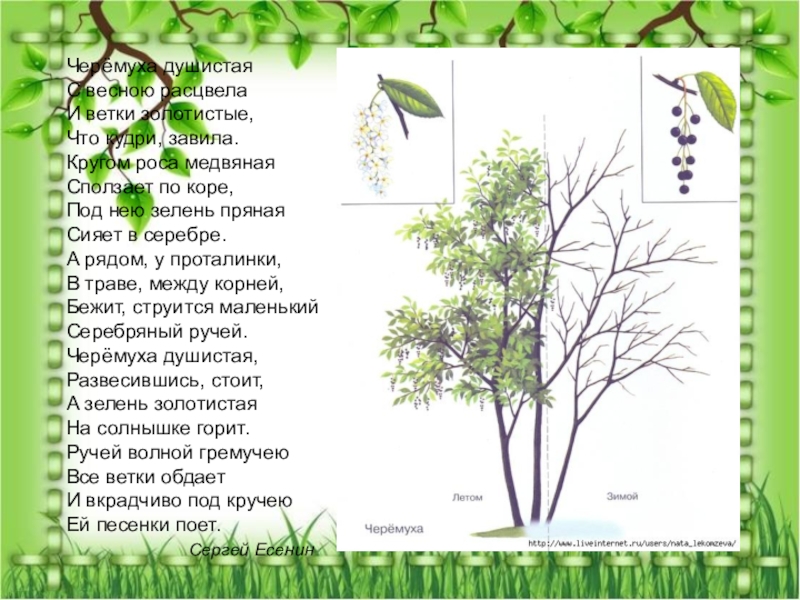 Черемуха душистая с весною расцвела стих рисунок