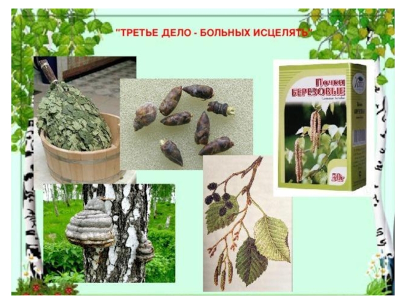 что такое перепер у берёзы. 5 дел берёзы. береза третье больных исцелять. как выглядят почки березы. первое дело березы.