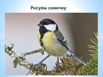 Рисуем синичку