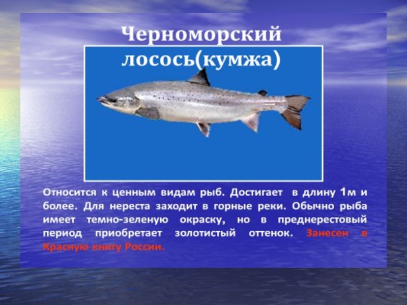 Какая рыба носит имя человека ответ. Обитатели черного моря презентация. Черноморские рыбы опасные для человека. Какие животные обитают в черном море. Рыбы Краснодарского края черного моря.