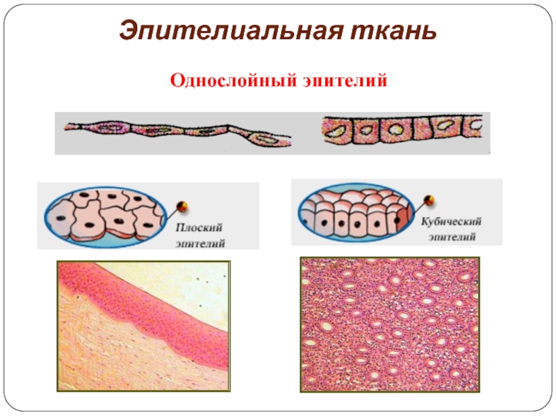 Рисунки видов эпителиальной ткани