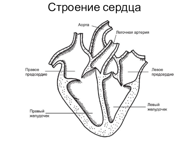 Рисунок сердца с подписями. Строение сердца человека схема. Строение сердца схема простая. Сердце схема строения анатомия. Строение человеческого сердца схема.