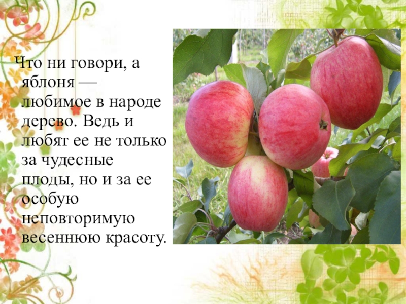 Влияет ли сорт яблок на скорость засушивания. Яблоня избранница. Яблоня дымчатое. Исследовательская работа яблоки яблони. Почему в яблоке не прорастают семена исследовательская работа.