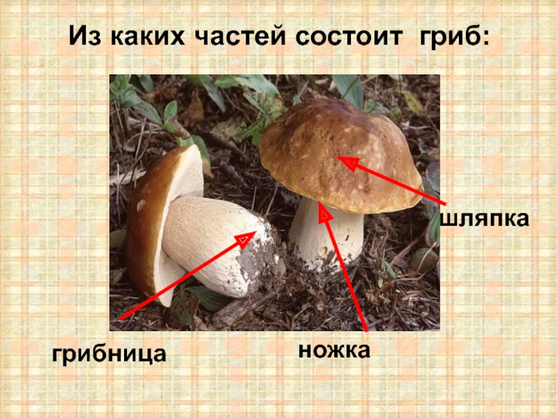 Из каких частей состоит гриб:ножкашляпкагрибница