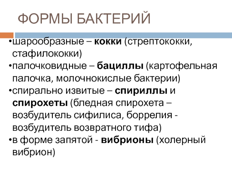 шарообразные – кокки (стрептококки, стафилококки)палочковидные – бациллы (картофельная палочка, молочнокислые бактерии)спирально извитые – спириллы и спирохеты (бледная