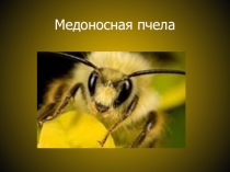 Презентация по биологии на тему: Определение качества меда