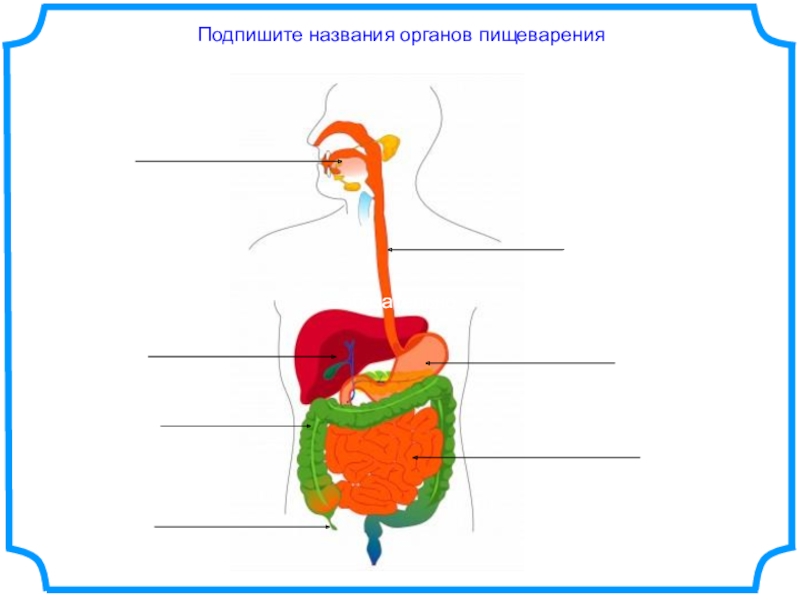 2 подпиши рисунок. Пищеварительная система схема для детей. Схема пищеварительной системы 3 класс окружающий мир. Пищеварительная система человека схема для начальной школы. Пищеварительная система человека схема 3 класс окружающий мир.