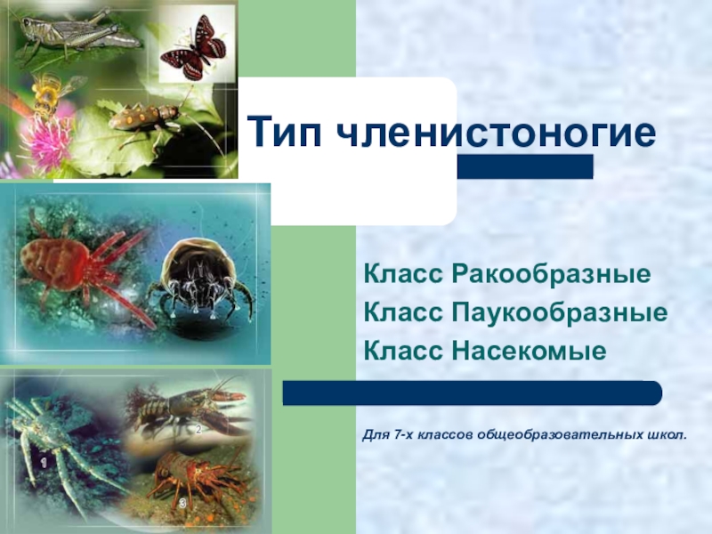 Презентация Презентация по биологии Членистоногие. Ракообразные
