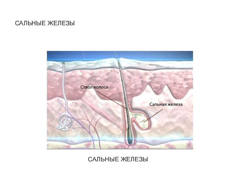 Сальная железа на рисунке