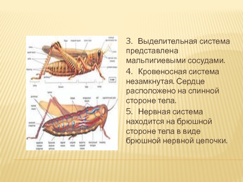 Сердце находится на стороне тела