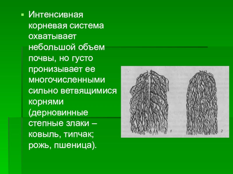 Интенсивная система. Интенсивная корневая система. Экстенсивный Тип корневой системы. Экстенсивные и интенсивные корни. Растения с экстенсивной корневой системой.