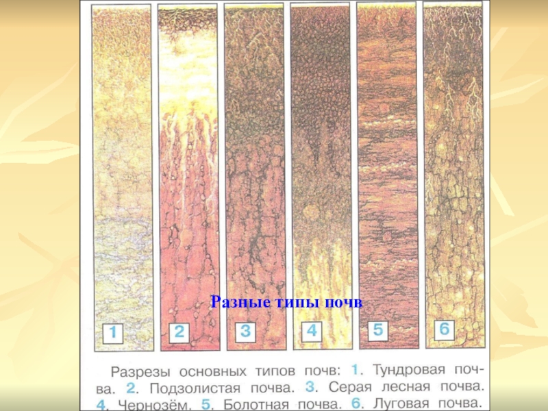 Земля кормилица презентация 4. Окружающий мир 4 класс 1 часть рабочая тетрадь почвы земля-кормилица. Различные типы почв. Разрезы основных типов почв. Типы почв окружающий мир.