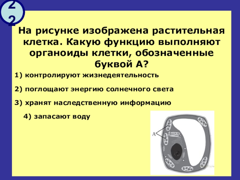 На рисунке изображена растительная клетка какую функцию выполняет часть клетки