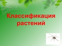 Презентация органы цветковых растений