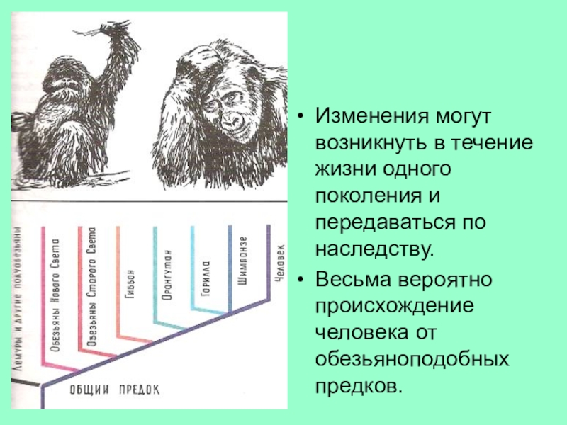 Эволюция по дарвину схема