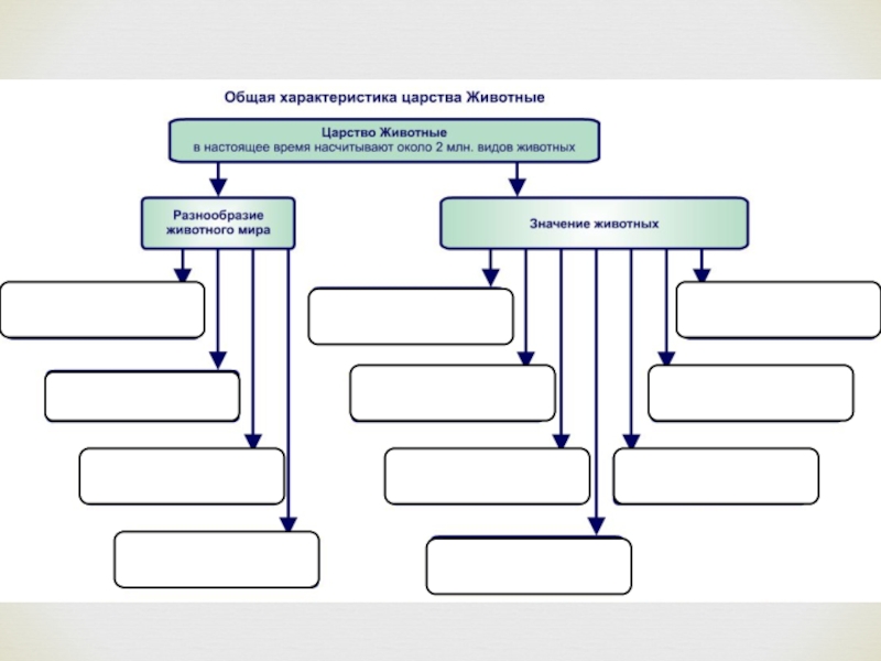 Характеристика царства животных. Общая характеристика царства животные. Характеристика царст животных. Общая характеристика царства жив. Общая характеристика царства животные таблица.