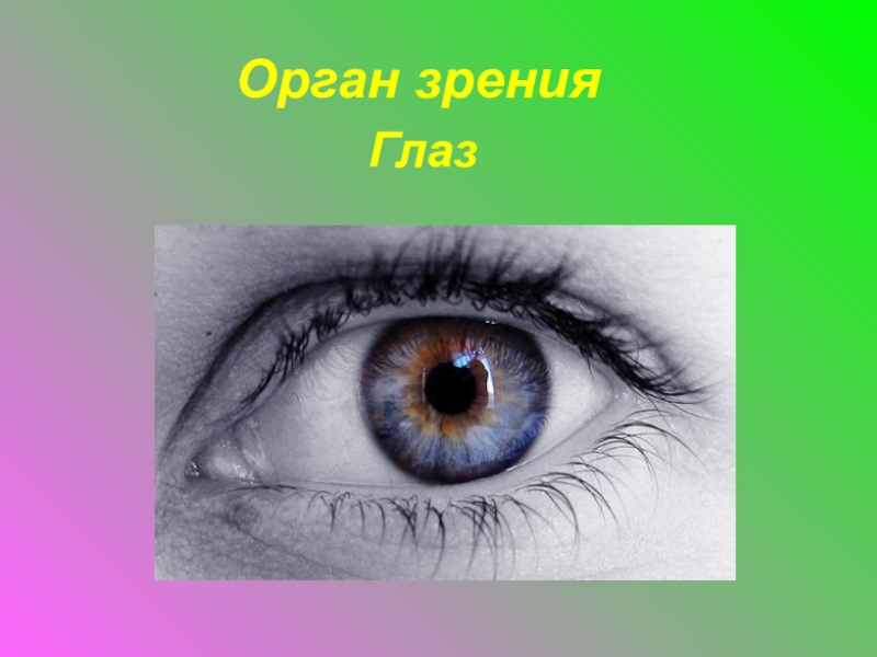 Темы глазки. Органы чувств глаза. Глаза орган зрения. Глаз орган зрения 4 класс. Презентация на тему глаз.