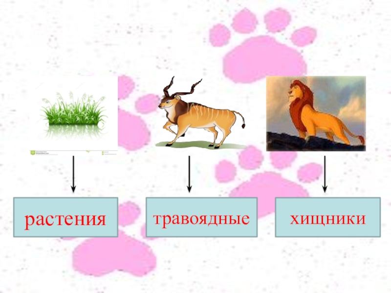 3 класс окружающий мир великий круговорот жизни. Великий круговорот жизни открытый урок. Трава антилопа Лев пищевая цепочка. Трава антилопа Лев цепь питания. Надпись травоядные.