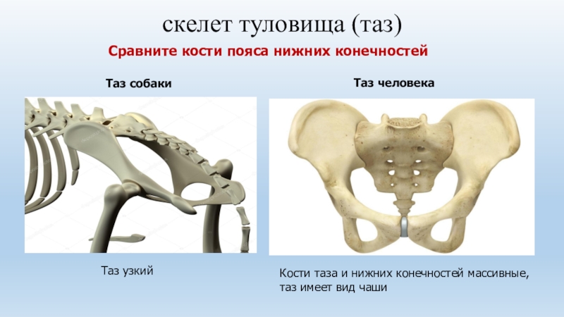 Тазовые кости скелета человека. Строение тазовой кости собаки. Тазовые кости собаки анатомия. Подвздошная кость собаки строение. Тазовая кость коровы строение.