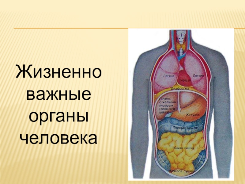 Жизненно важные органы человека. Жизненно важные органы. Жизненно необходимые органы человека. Самый важный орган человека.