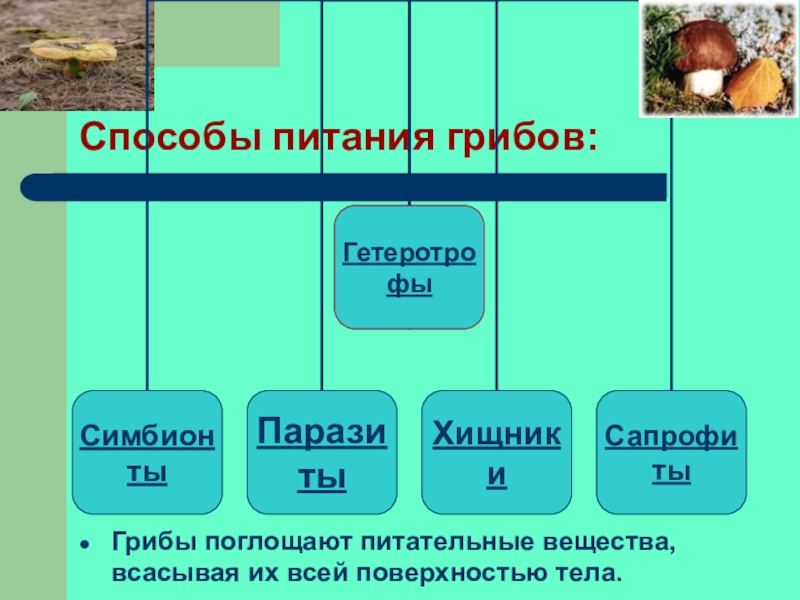 Питание грибов 5 класс биология презентация