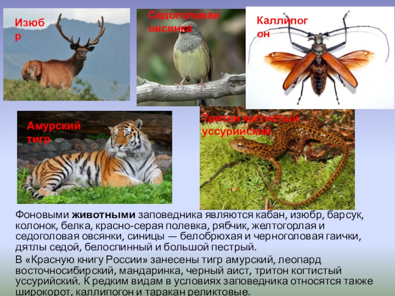 Уссурийский заповедник презентация 3 класс