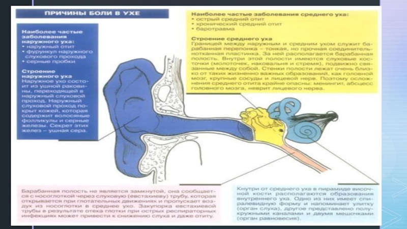 Презентация на тему слуховой анализатор 8 класс