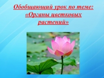 Презентация к уроку Органы цветкового растения (6 класс)