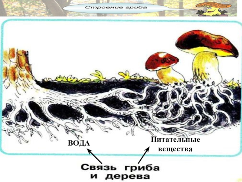 Вода питательное вещество. Питательные вещества в грибах. Грибы всасывают питательные вещества. Транспорт питательных веществ у грибов. Грибы это биогенное вещество.