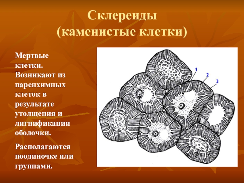 К особенностям строения относятся. Каменистые клетки околоплодника груши. Механическая ткань растений склереиды. Склереиды плода груши. Склереиды каменистые клетки плодов груши.