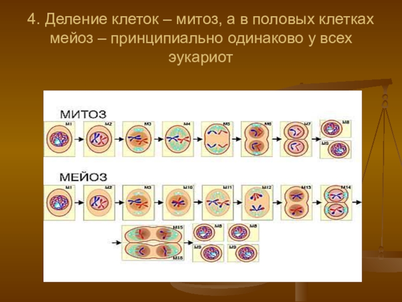Деление клеток дерева. Эукариот - митотическое деление клетки.. Деление эукариотических клеток митоз. Деление клетки митоз. Митоз схема.