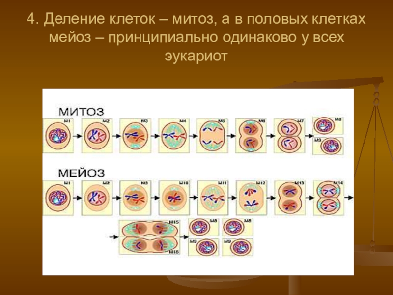 Деление клеток значение данного процесса