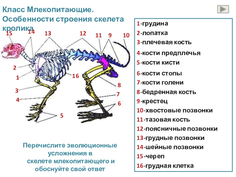 Скелет земноводных схема биология 7 класс таблица