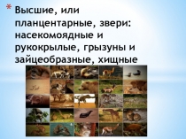 Презентация по биологии на тему Планцентарные животные (7 класс)