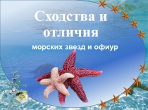 Сходства и отличия морских звезд и офиур