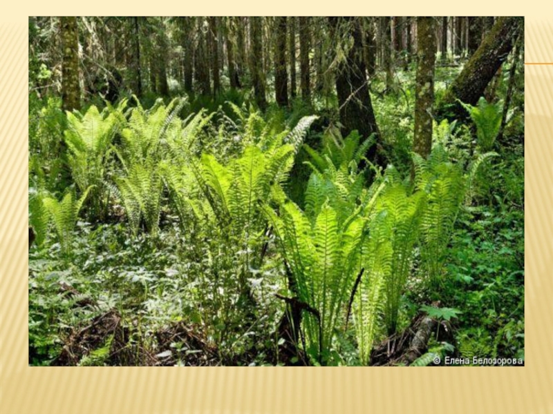 Растительный покров тайги отличается малым видовым разнообразием. Напочвенный Покров леса. Живой напочвенный Покров. Напочвенный Мохово-лишайниковый Покров тайги. Биоразнообразие леса.