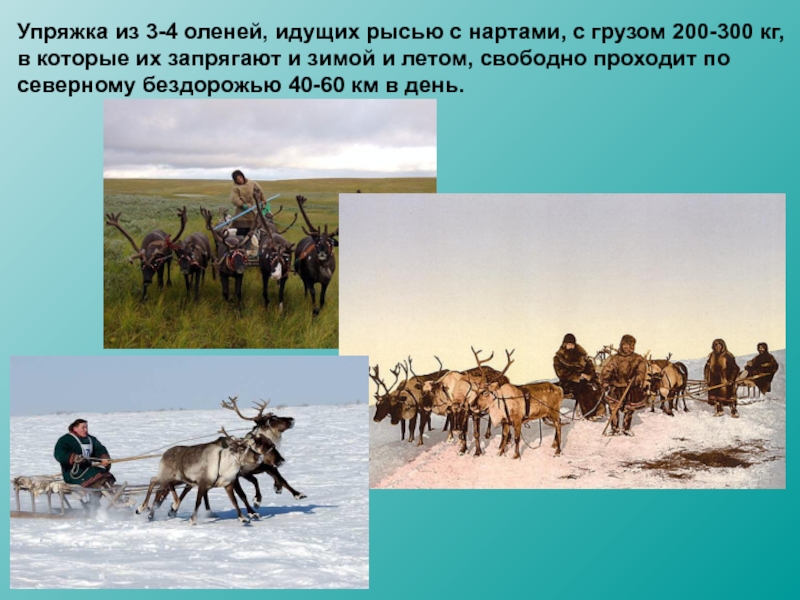 Мир 4 класс тундра. Презентация на тему тундра. Тундра 4 класс окружающий мир. Презентация на тему тундра 4 класс. Люди в тундре проект.