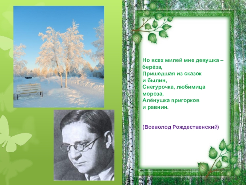 В родной поэзии совсем не старовер текст. Стих берёза Рождественский. Рождественский береза стихотворение. Стихотворение Всеволода Рождественского берёза.