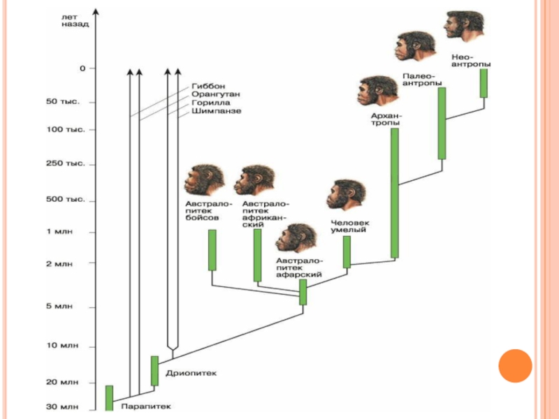 Эволюция древа 178. Эволюционное Древо человека 11 класс. Схема эволюции развития человека. Древо эволюции человека Антропогенез. Происхождение и Эволюция человека 8 класс биология схема.