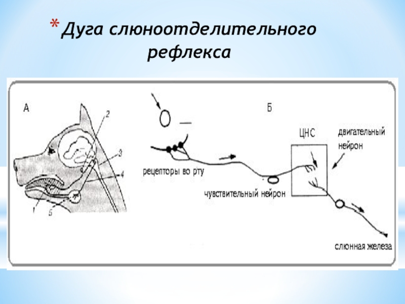 Безусловный слюноотделительный рефлекс схема