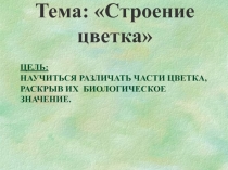 Презентация по биологии на тему Строение цветка 6 класс